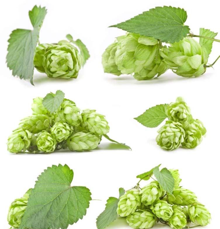 <b>The advantages of hops products</b>